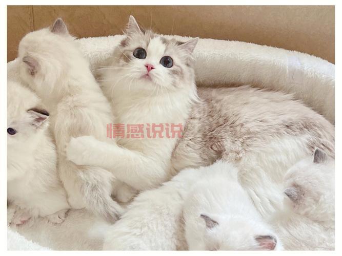 真的有二婚交友网吸猫网?专为爱猫人士打造的再婚平台!