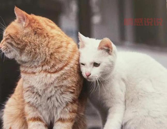 真的有二婚交友网吸猫网?专为爱猫人士打造的再婚平台!