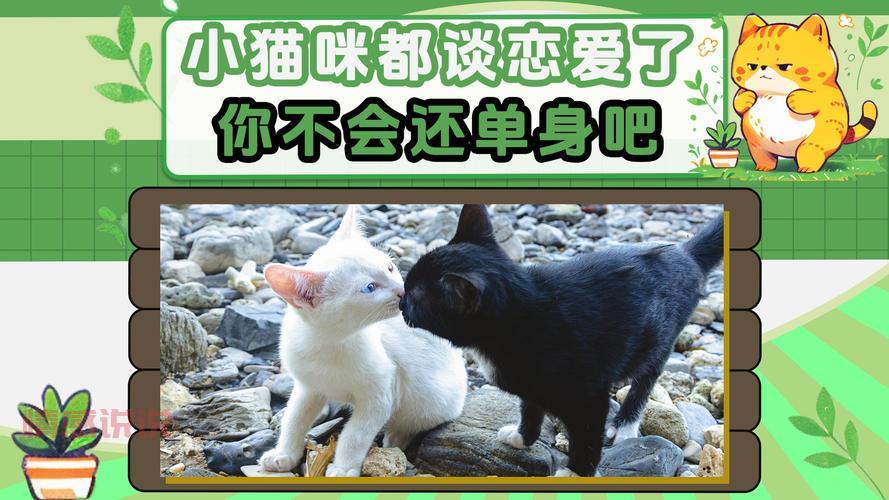 真的有二婚交友网吸猫网?专为爱猫人士打造的再婚平台!