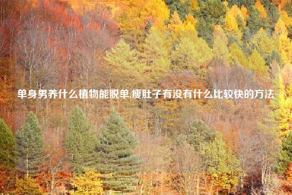 单身男养什么植物能脱单,瘦肚子有没有什么比较快的方法