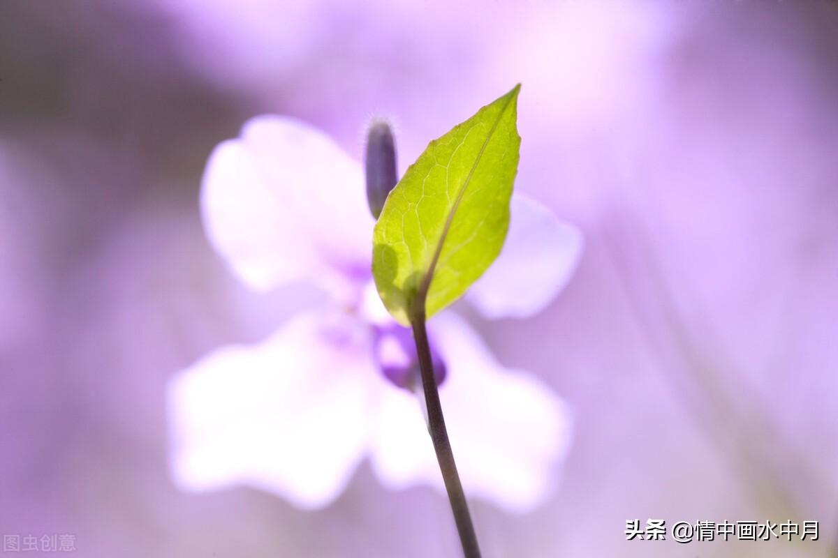 看透爱情伤感说说(我喜欢上了一个美寡妇)