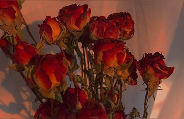 伤感句(可以说一句让人泪目的伤感句子吗)