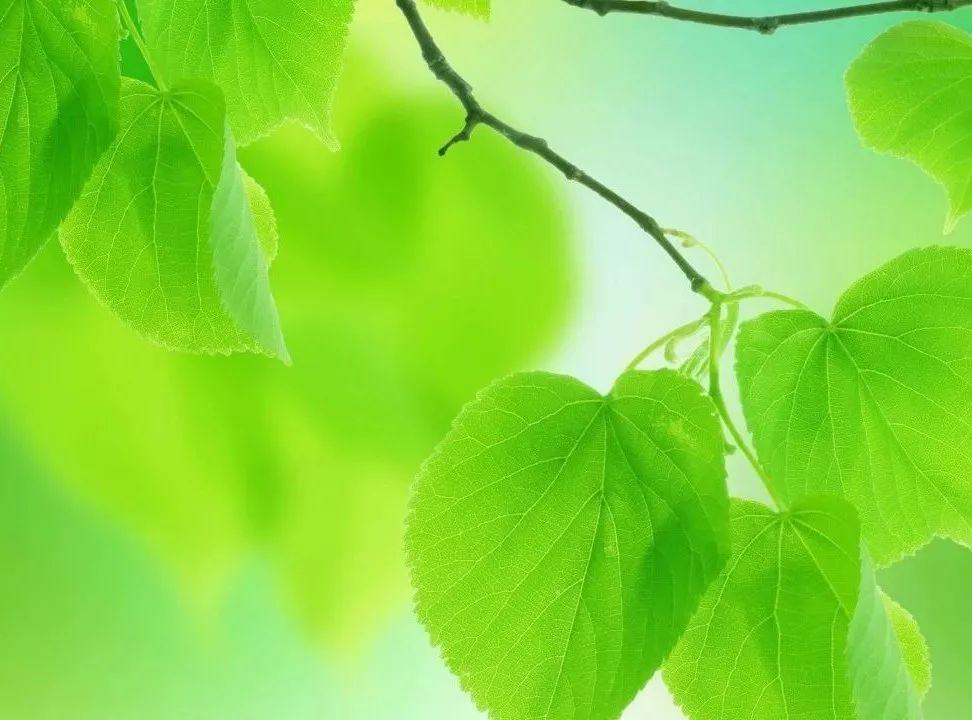 爱情句子经典语录(不背叛爱情的经典语录)