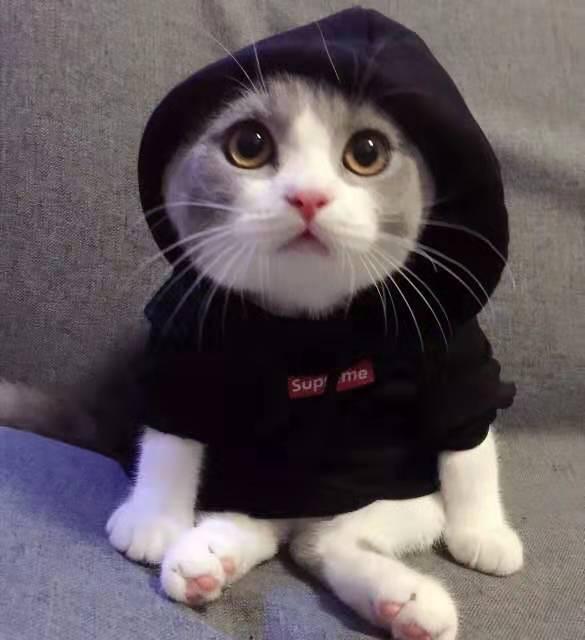 搞笑的语录(夸赞自己武功厉害搞笑句子)