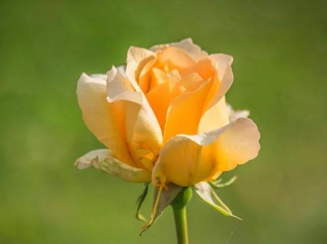 很暖很治愈的文案(下雨天的文案治愈温柔短句)